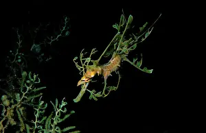 Eques: Leafy seadragon, juvenile