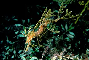Eques: Leafy seadragon, juvenile. Is camouflaged so that
