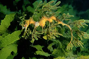 Leafy: Leafy Seadragon - juvenile with isopod parasite