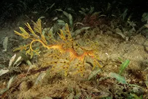 Leafy: Leafy Seadragon - juvenile, not uncommon but rarely