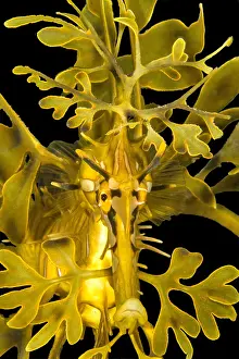 Leafy: Leafy seadragon (Phycodurus eques), portrait, Kingscote