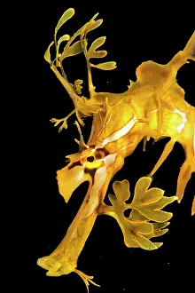 Leafy: Leafy seadragon (Phycodurus eques), portrait, Kingscote