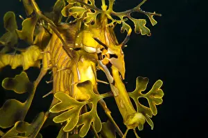Leafy: Leafy seadragon (Phycodurus eques), Kangaroo island
