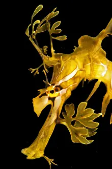 Leafy: Leafy seadragon (Phycodurus eques), Kangaroo island