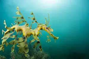 Leafy: Leafy seadragon (Phycodurus eques) under Kingscote