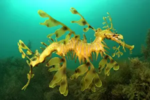 Leafy: Leafy seadragon (Phycodurus eques) in the sargasso