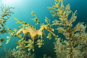 Leafy: Leafy seadragon (Phycodurus eques)in sargasso weed