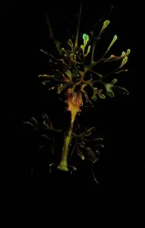 Eques: Leafy seadragon. It has superb camouflage: neither