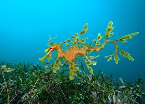Leafy: Leafy seadragons (Phycodurus eques) hoovering a