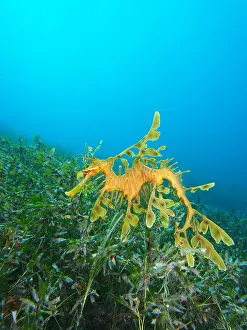 Leafy: Leafy seadragons (Phycodurus eques) hoovering a