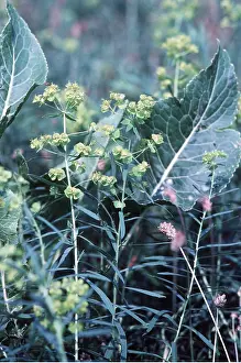Leafy: LEAFY SPURGE growing with HORSE-RADISH (Armoracia rusticana)