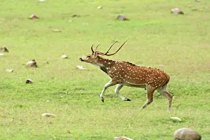 Chitals: Leaping Chital stag