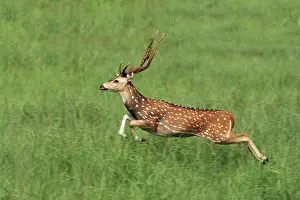 Chital: Leaping Chital Stag, Corbett National Park