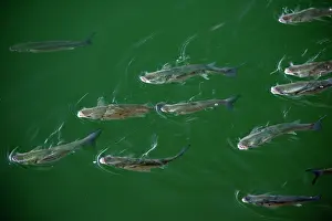 Mullet: Leaping Grey Mullet - in harbour waters