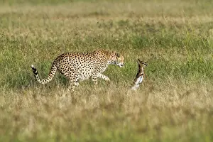 Pursue: learning how to hunt