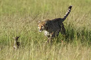 Pursue: learning how to hunt