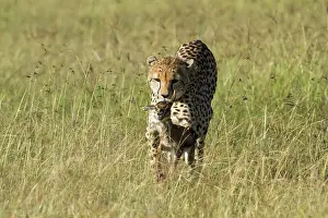 Pursue: learning how to hunt