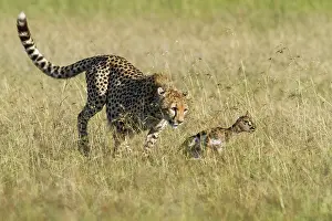 Pursue: learning how to hunt