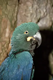 Macaw: LEAR'S MACAW