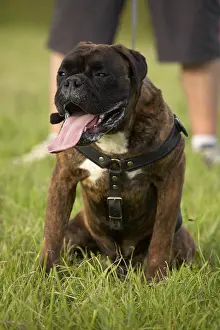 Molossoid: Leashed Boxer at training