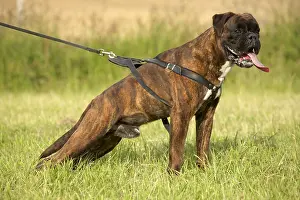 Molossoid: Leashed Boxer at training