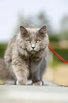 Leashed: Leashed young blue Maine Coon cat