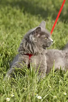 Aestival: Leashed young blue Maine Coon cat