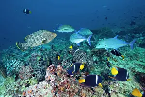 Colombia: Leather bass, Dermatolepis dermatolepis, King angelfish, Hol