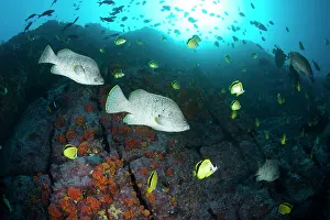 Butterflyfish: Leather bass, Dermatolepis dermatolepis and Blacknosed butte