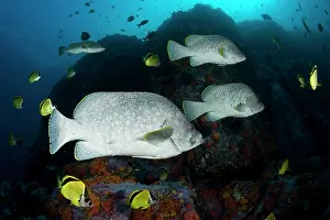 Butterflyfish: Leather bass, Dermatolepis dermatolepis and Blacknosed butte