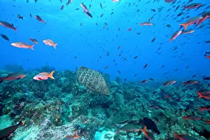 Equador: Leather bass Dermatolepis dermatolepis Galapagos Islands UNE