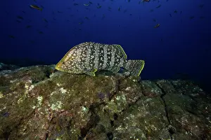 Basses: Leather Bass - San Benedicto Revillagigedo Socorro Islands M