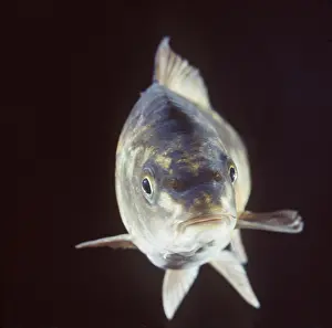 Lips: LEATHER CARP - FACING