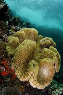 Komodo: Leather Coral