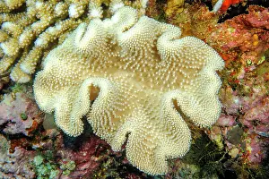 Octocorallia: Leather coral (Sarcophyton glaucum), Indian Ocean