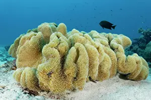 Palawan: Leather coral (Sarcophyton sp.) with outstretched