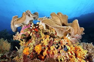 Palawan: Leather coral (Sargophyton sp.) on small coral block