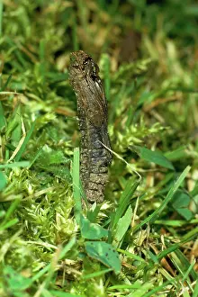 Jacket: Leather Jacket / Cranefly / Daddy-long-legs - pupal