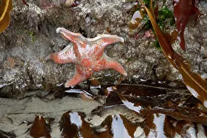 Leather: Leather Star - Third Beach
