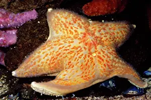Starfishes: Leather STAR fish