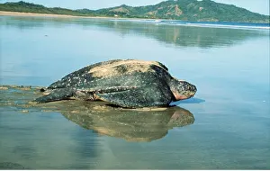 Turtles: Leatherback / Leathery Turtle