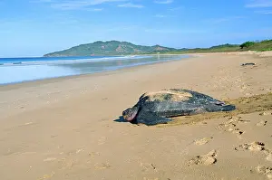 Coriacea: Leatherback / Leathery Turtle - on beach