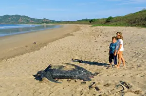 Coriacea: Leatherback / Leathery Turtle - on beach with two children