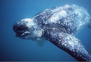 Turtles: Leatherback / Leathery Turtle - eating jellyfish underwater