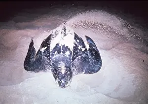 Turtles: Leatherback / Leathery Turtle - flicking sand