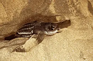 Turtles: Leatherback / Leathery Turtle - Hatchlings