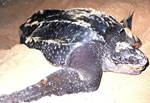 Digging: Leatherback / Leathery Turtle - Laying eggs