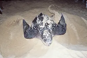 Masahiro Iijima: Leatherback / Leathery Turtle - laying eggs