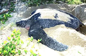 Turtles: Leatherback / Leathery TURTLE - laying eggs