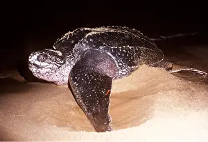 Turtles: Leatherback / Leathery Turtle - laying eggs on beach